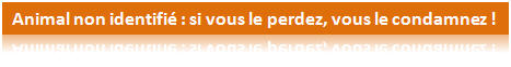 lidentification est obligatoire dès lachat dun chiot ou dun chaton